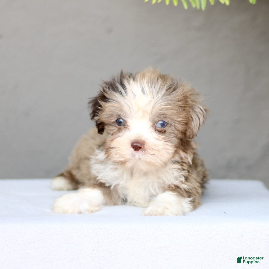 Shihpoo dogs for sale: Danny - Image 4
