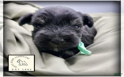 Miniature Schnauzer dogs for sale: River - Image 9