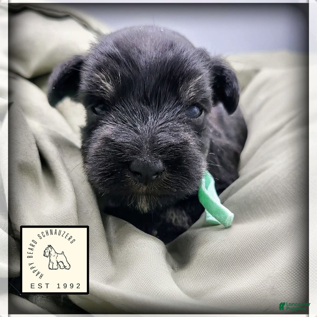 Miniature Schnauzer dogs for sale: River - Image 9