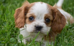 Cockalier dogs for sale: Rosa - Image 9
