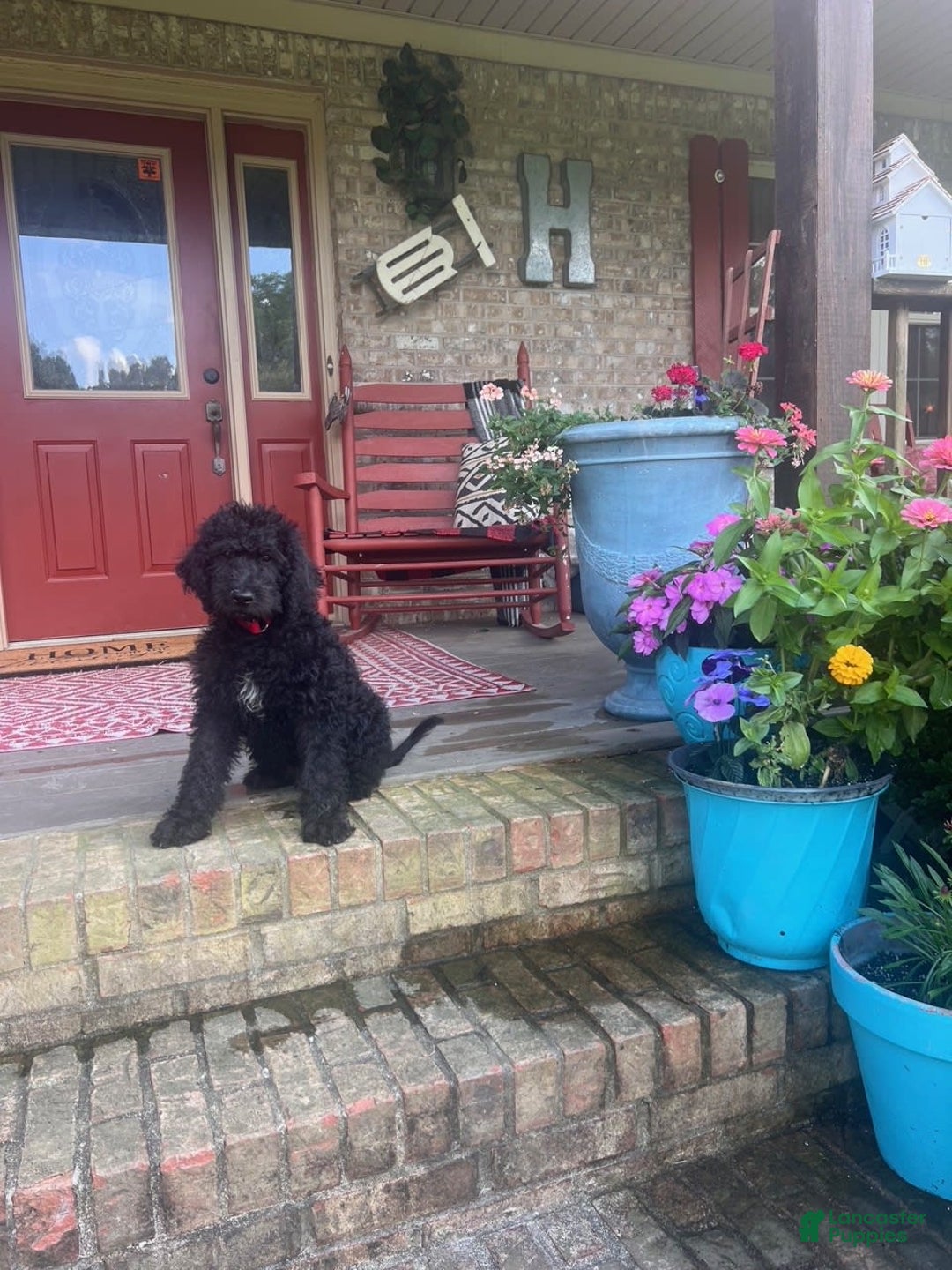 Labradoodle dogs for sale: Link - Image 2