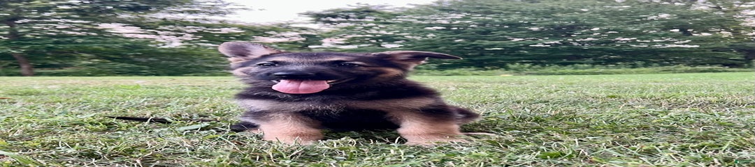 Letti