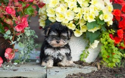 Morkie dogs for sale: Teddy - Image 3