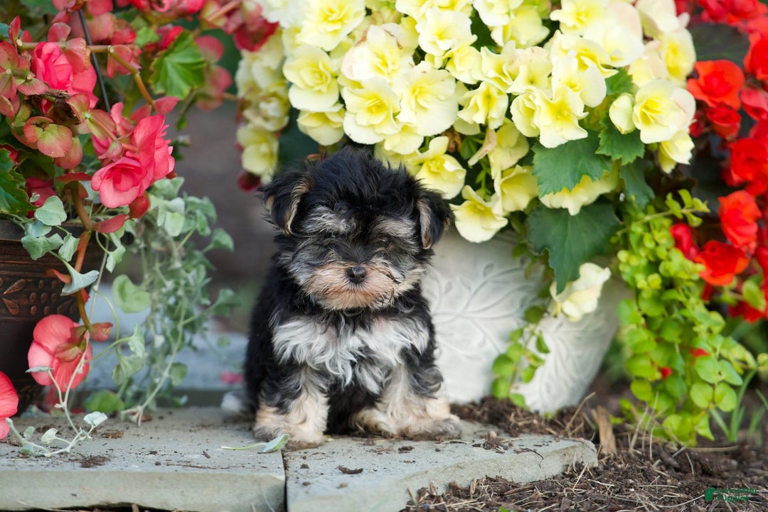 Morkie dogs for sale: Teddy - Image 3