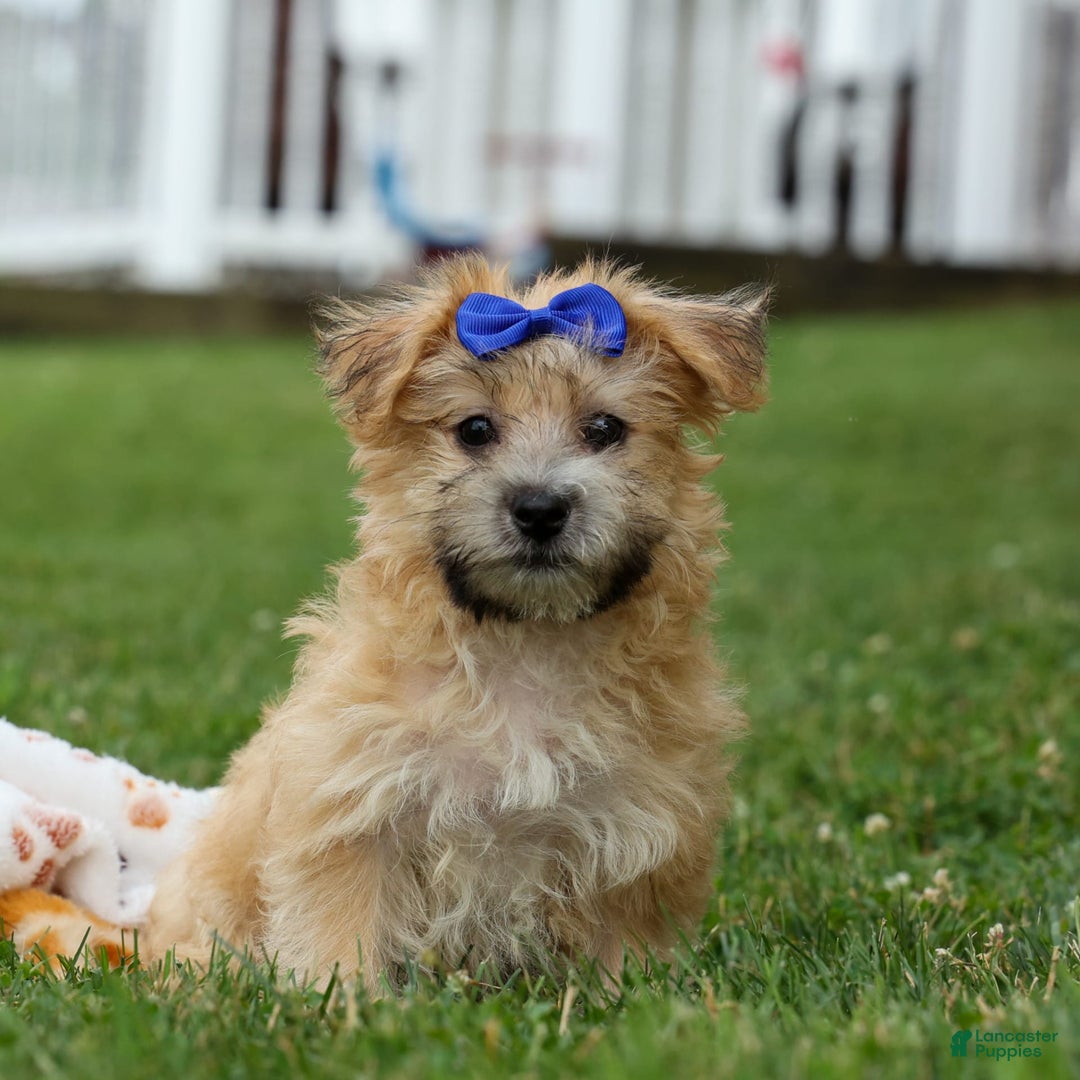 Yochon dogs for sale: Tobias - Image 20