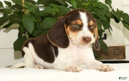 Beagle dogs for sale: Perry - Image 7
