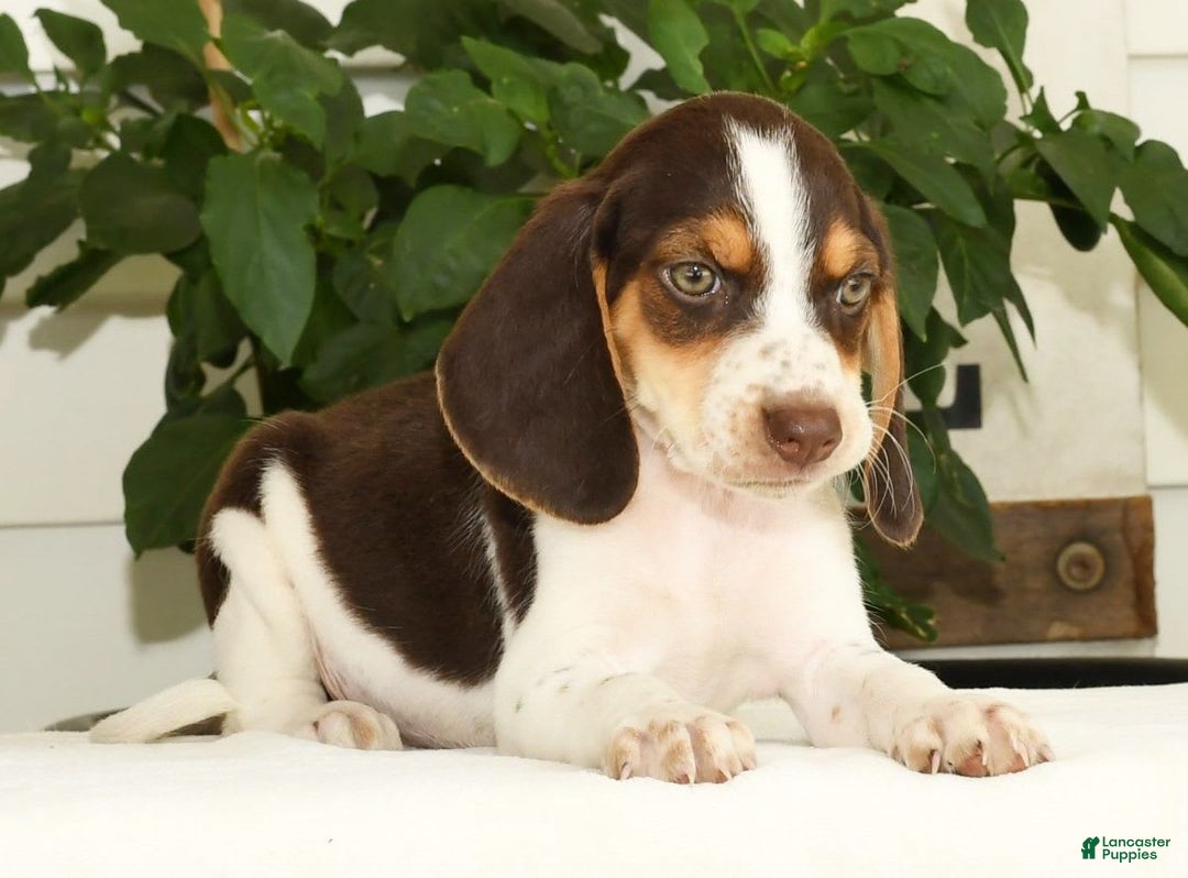 Beagle dogs for sale: Perry - Image 7