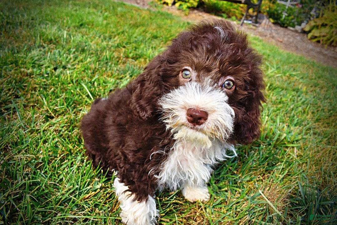 Havapoo dogs for sale: Havapoo 7 puppies - Image 4