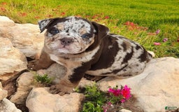 English Bulldog dogs for sale: Stoney - Image 2