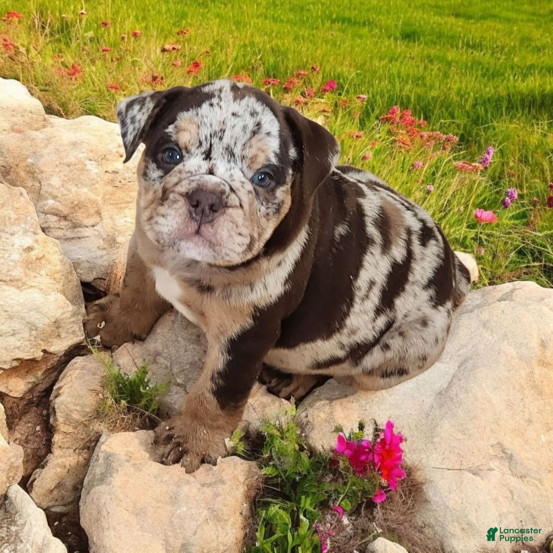 English Bulldog dogs for sale: Stoney - Image 2