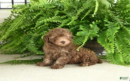 Toy Poodle dogs for sale: Ian - Image 3