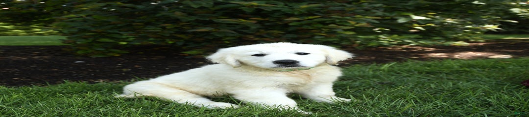 Caspian