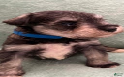 Miniature Schnauzer dogs for sale: Puppy2blue - Image 3