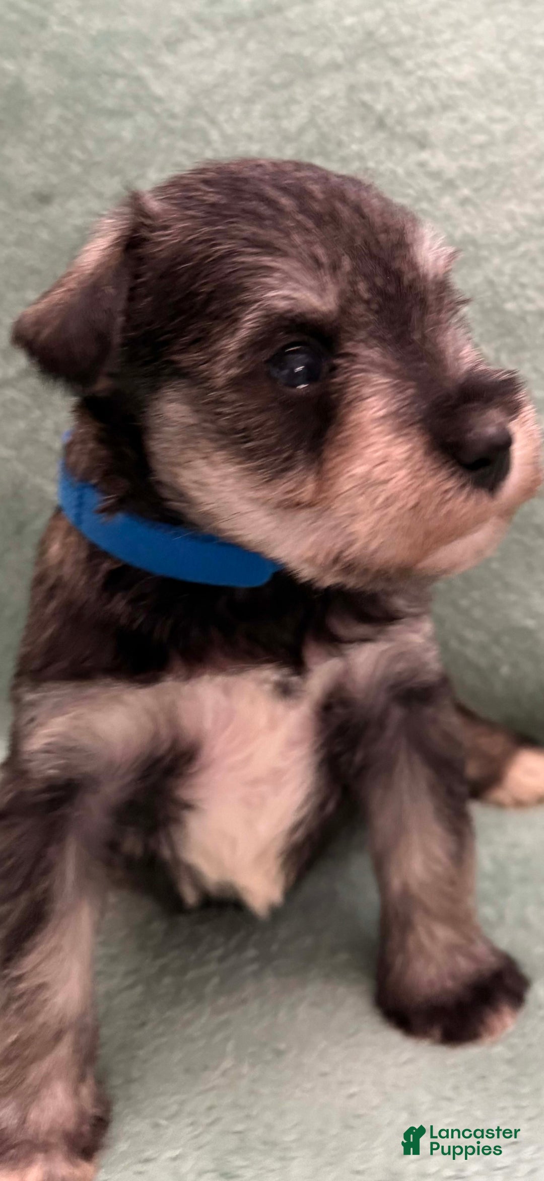 Miniature Schnauzer dogs for sale: Puppy2blue - Image 3
