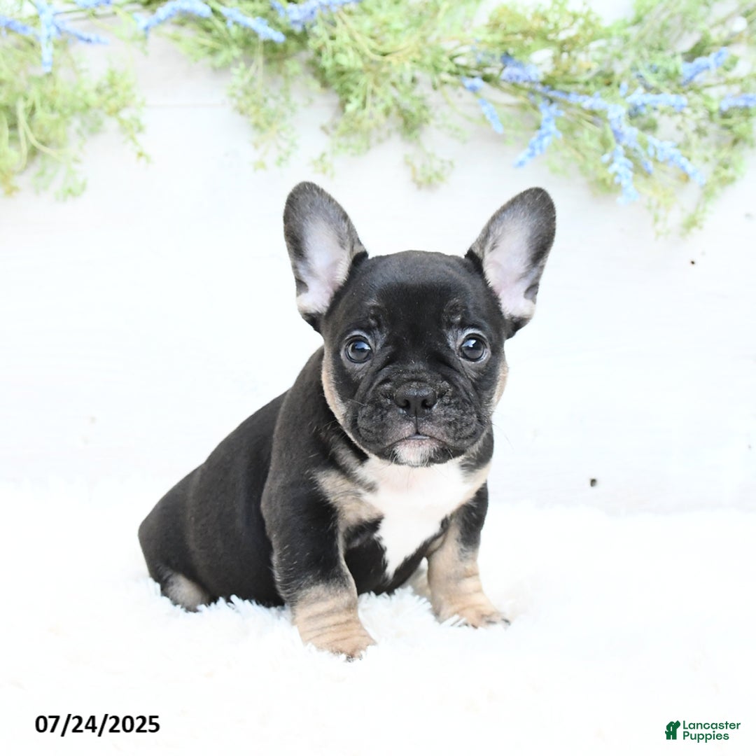 French Bulldog dogs for sale: Tammie - Image 5