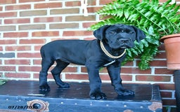 Cane Corso dogs for sale: Cassy - Image 5