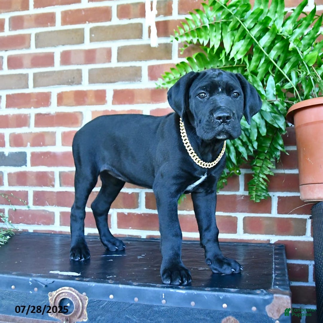 Cane Corso dogs for sale: Cassy - Image 5