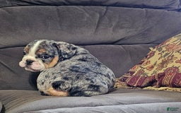English Bulldog dogs for sale: Mini Bulldog Sprinkles - Image 2