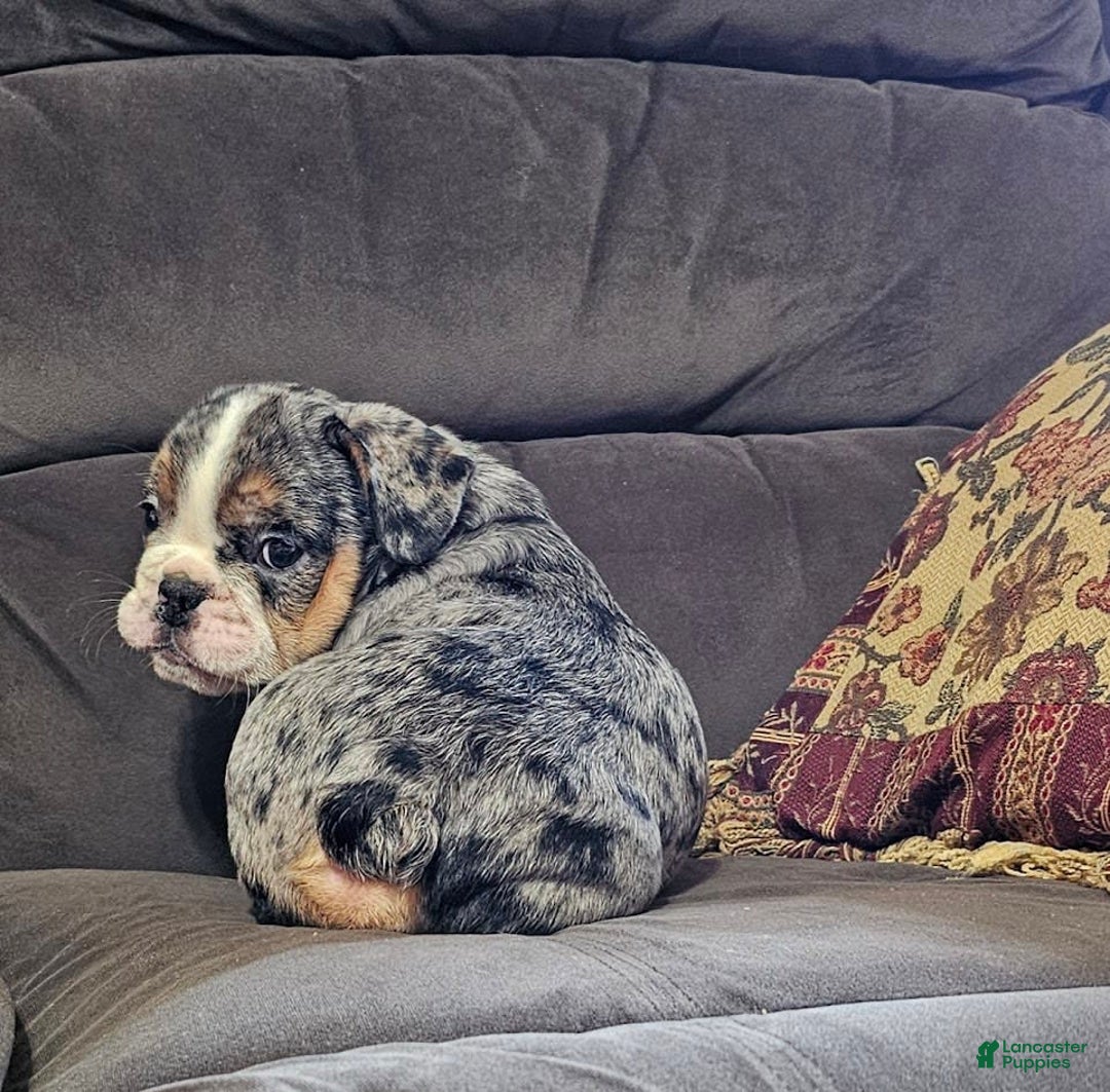 English Bulldog dogs for sale: Mini Bulldog Sprinkles - Image 2