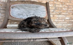 Cavapoo dogs for sale: Riley - Image 2