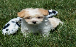 Maltipoo dogs for sale: Rubble - Image 2