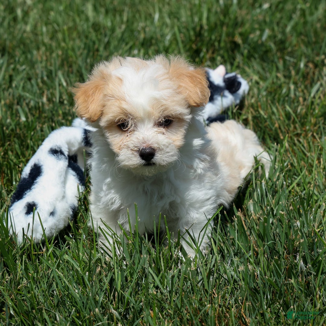 Maltipoo dogs for sale: Rubble - Image 2