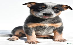 Australian Cattle Dog dogs for sale: Amber - Image 8