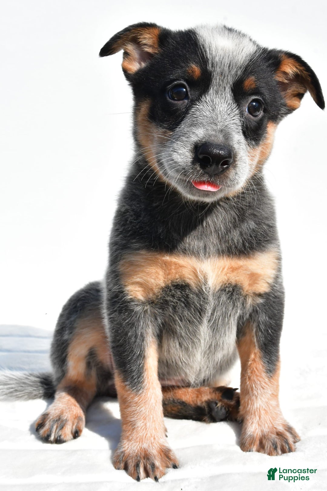 Australian Cattle Dog dogs for sale: Amber - Image 8