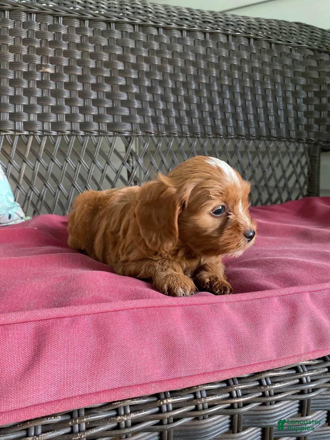 Cavapoo dogs for sale: Maverick - Image 2