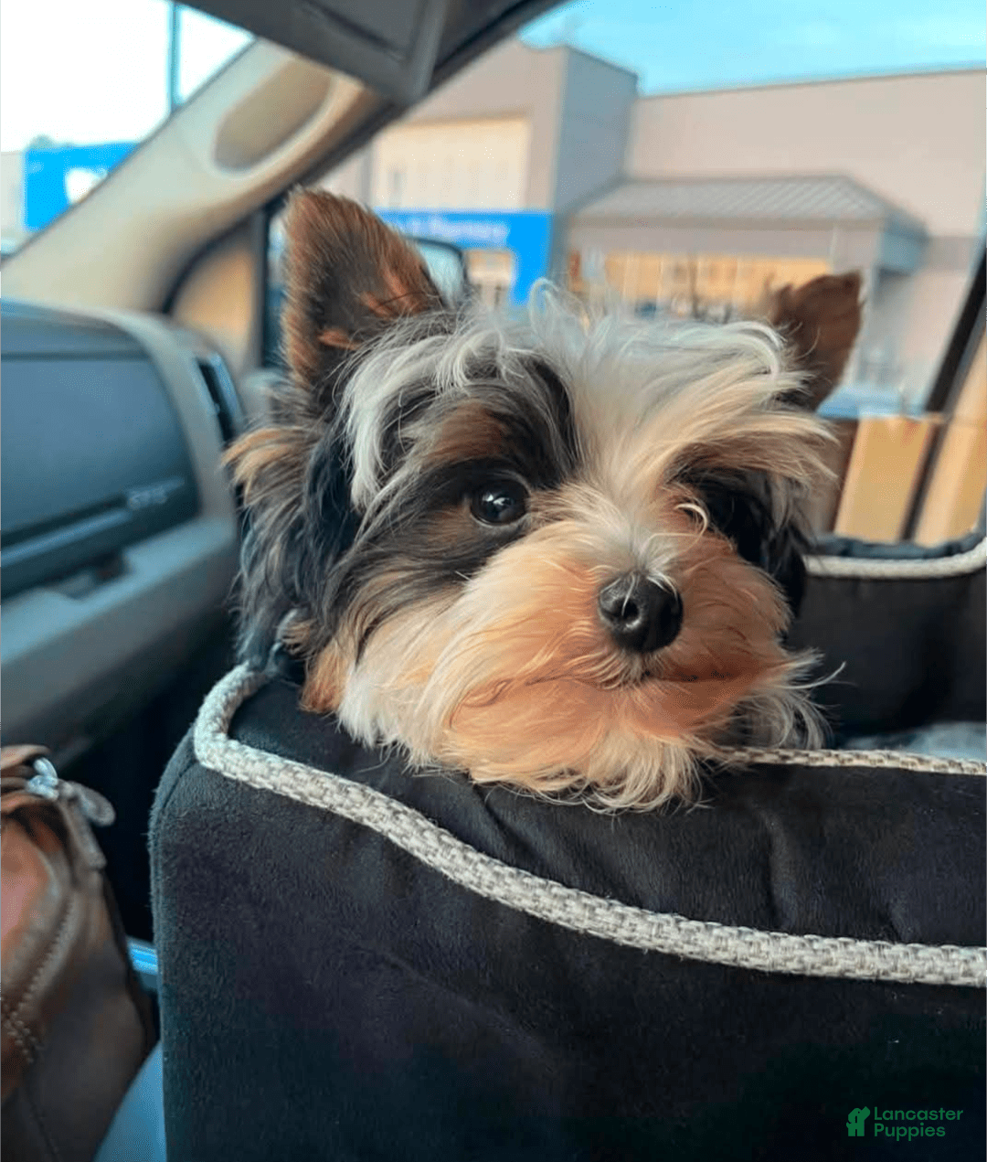 Yorkshire Terrier dogs for sale: Donnie - Image 6