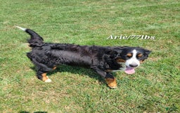 Mini Bernedoodle dogs for sale: Alex - Image 6
