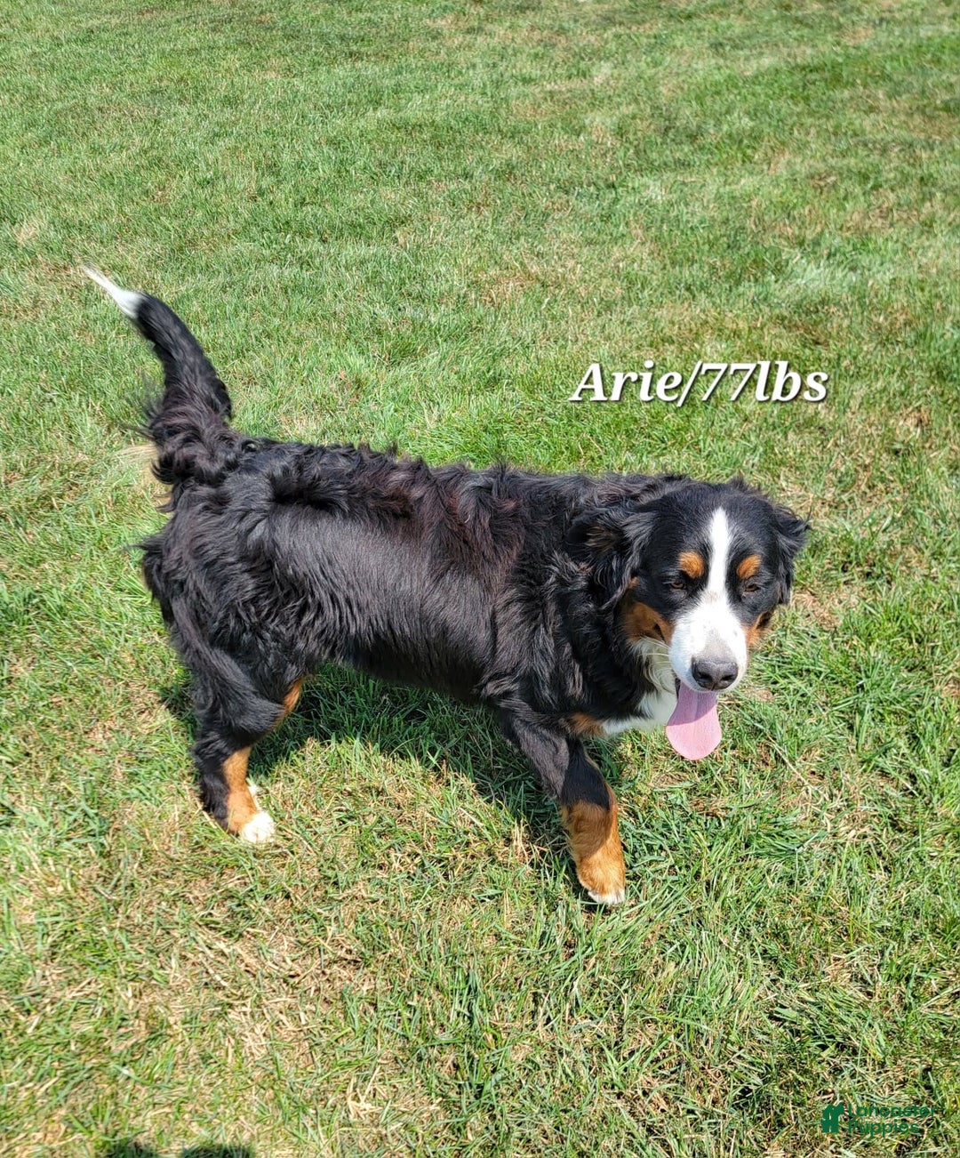 Mini Bernedoodle dogs for sale: Alex - Image 6