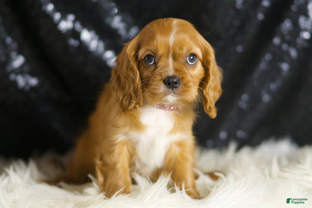Cavalier King Charles Spaniel dogs for sale: Napa - Image 3
