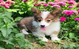 Welsh Corgi Pembroke dogs for sale: Teeka Fluffy - Image 17