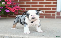 Olde English Bulldogge dogs for sale: Chase - Image 2