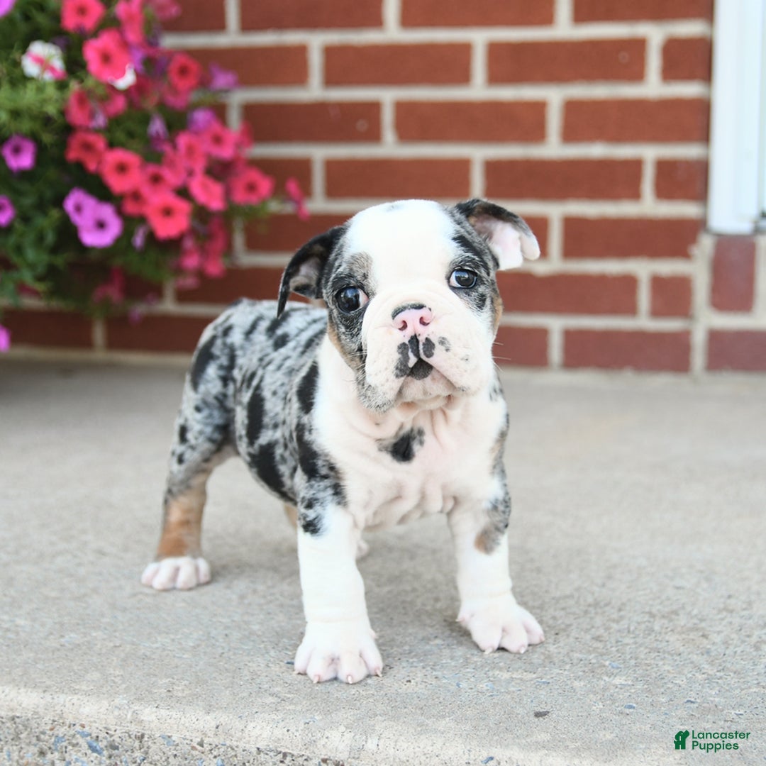 Olde English Bulldogge dogs for sale: Chase - Image 2
