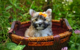Morkie dogs for sale: Rare Gold Flame - Image 10