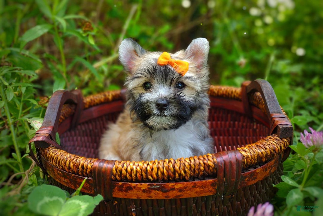 Morkie dogs for sale: Rare Gold Flame - Image 10