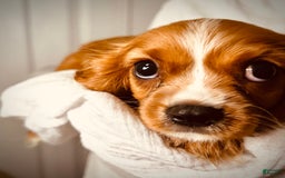 Cavalier King Charles Spaniel dogs for sale: Cola - Image 7
