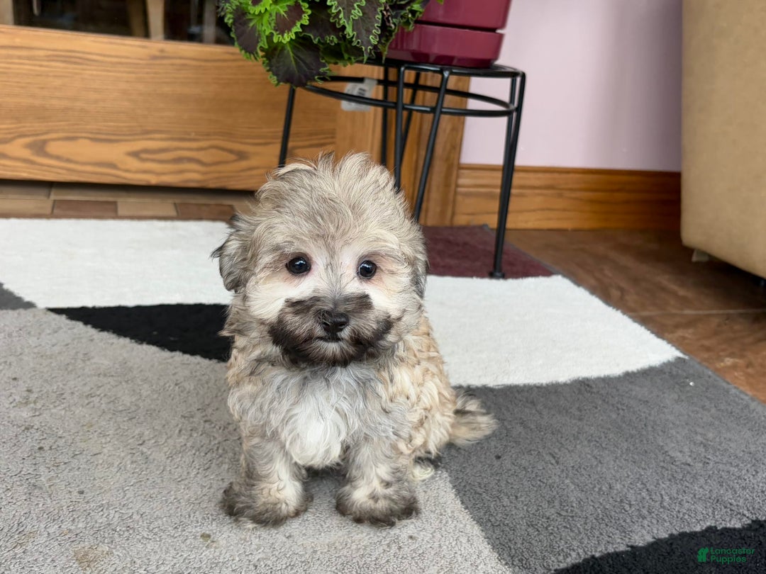 Maltese dogs for sale: Waylon - Image 2