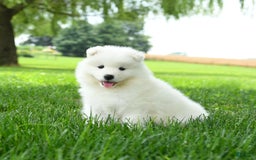 Samoyed dogs for sale: Gypsy - Image 4