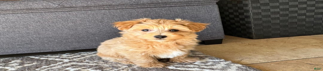Gordie