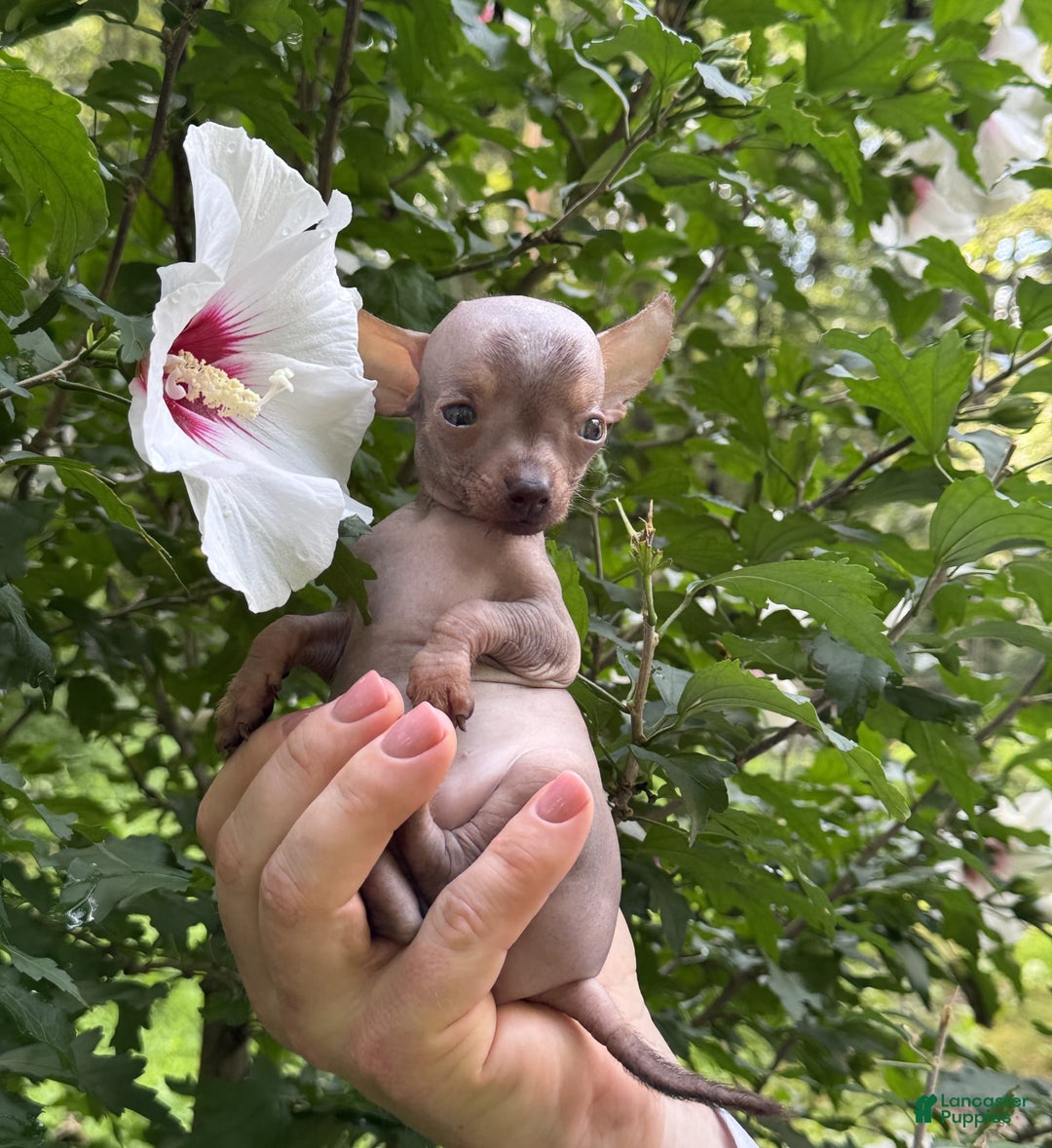 Chihuahua dogs for sale: Krillin - Image 8
