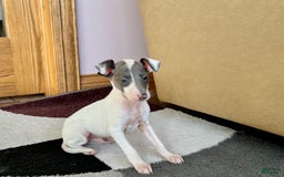 Italian Greyhound dogs for sale: Jace - Image 12