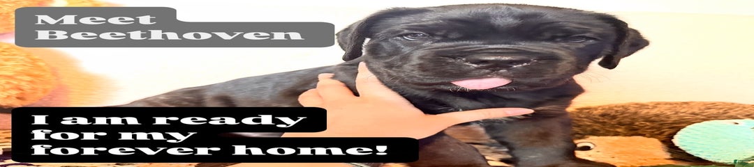 Beethoven