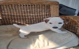 Jack Russell Terrier dogs for sale: Jimmy - Image 1