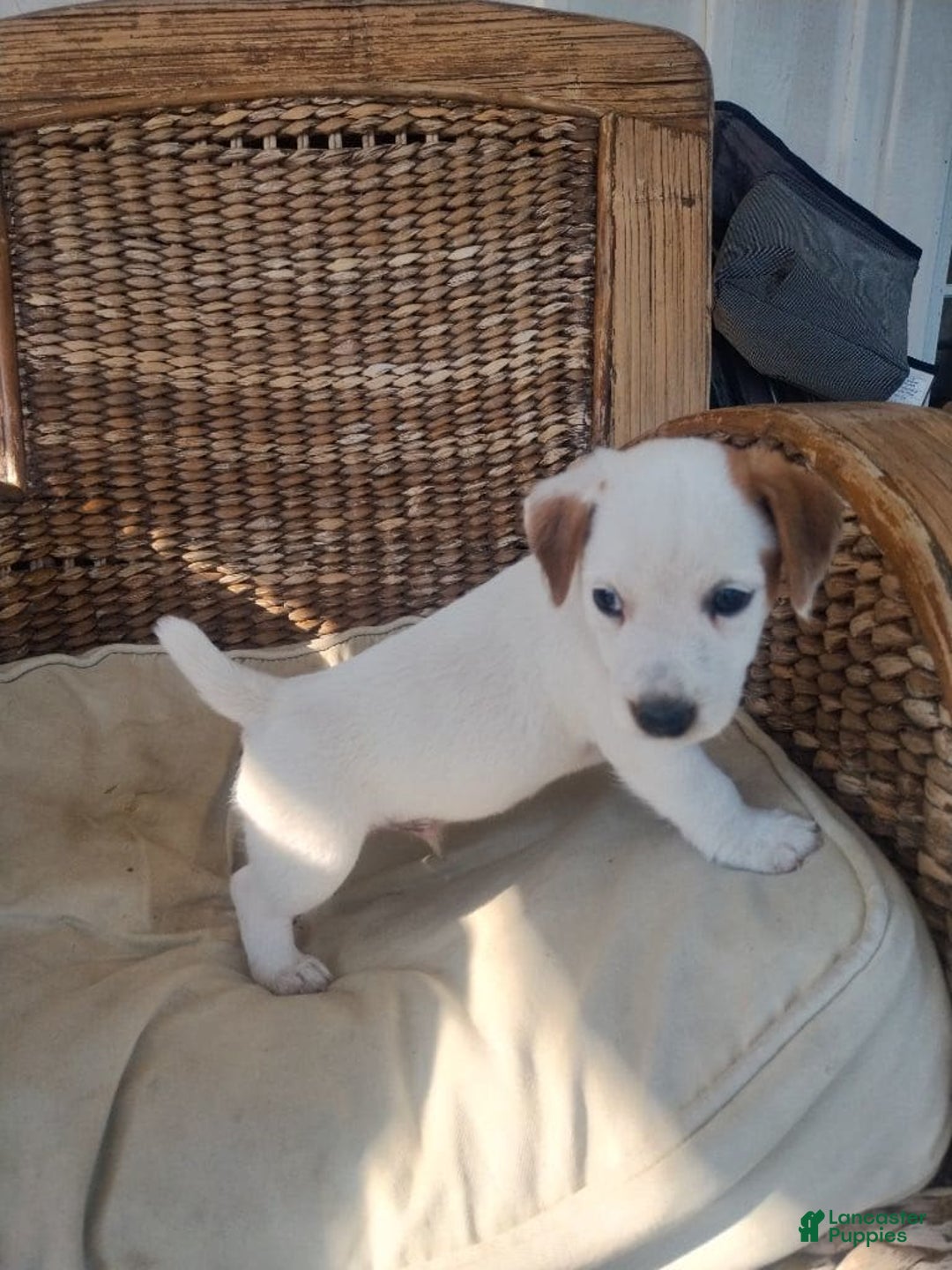 Jack Russell Terrier dogs for sale: Jimmy - Image 1