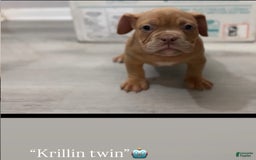American Bully dogs for sale: Krillin Twin - Image 1