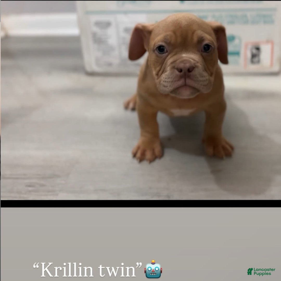 American Bully dogs for sale: Krillin Twin - Image 1
