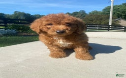 Mini Goldendoodle dogs for sale: Delilah - Image 7